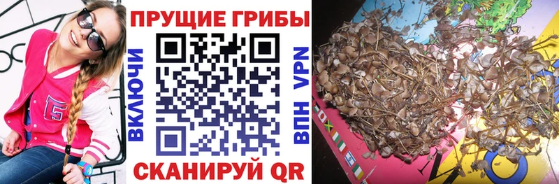 Галлюциногенные грибы мицелий что такое наркотик Губкин